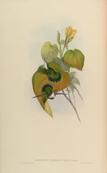 Schistes albogularis